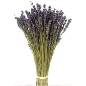 F.SECA, LAVANDULA BLUE SECA 40CM KRAFT