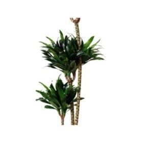 DRACAENA COMPACTA 150.120.90.60.30 M30