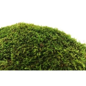 MOLSA PLANA PRESERVADA FLAT MOSS 500gr