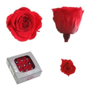 ROSA PRES MINI SIN TALLO ROJA CAJA 16UNI