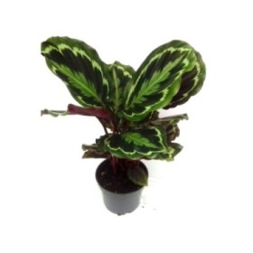 CALATHEA  M12  ROSEOPICTEA MEDAILLON