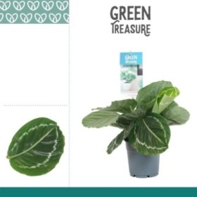 CALATHEA  M12  GRIMSON GREEN