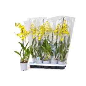 ONCIDIUM  M12- 60cm. 1 vara ramificado