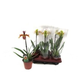 PAPHIOPEDILUM AMERIKAN HIBRID M12