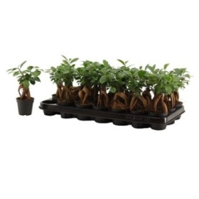 FICUS GINGEIN Mini M 7