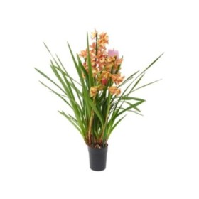 CYMBIDIUM, 3/4 varas M14- 85cm.