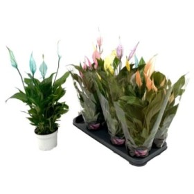 SPATHIPHYLLUM  M13 Make-upz COLORAMA