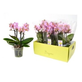 PHALAENOPSIS MULT. BOQUETTO 3 varas M12-40cm ROSA