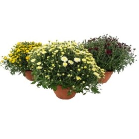 CHRYSANTHEMUM GRANDIFLORUM T20 MONOCOLOR 30/40