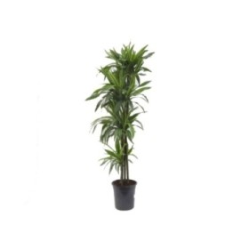 DRACAENA DERE. LEMON LIME 120.90.60.30.15 M25