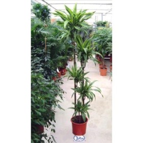 DRACAENA DEREMENSIS LEMON L. 150.120.90.60.30 M30