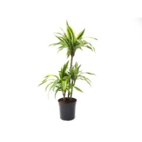 DRACAENA DEREMENSIS LEMON LIME 60.30.15 M20-110cm