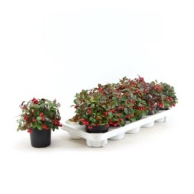 GAULTHERIA PROCUMBENS  M10 BIG BERRY