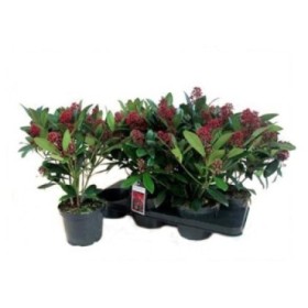 SKIMMIA JAPONICA RUBELLA  M15