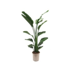 STRELITZIA NICOLAI  M22-140cm 2 plantes