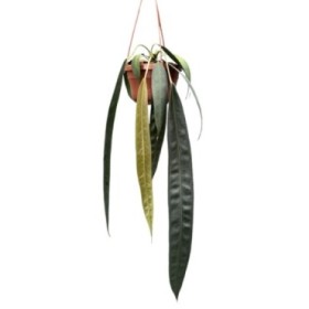 ANTHURIUM  M14 WENDLINGERI  Colgador