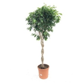 FICUS BENJ. BOLA M30-150cm. TRENZADO