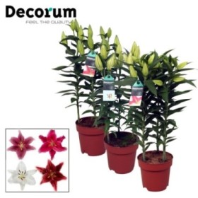 LILIUM  M17- 55cm. ORIENTAL