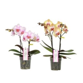 PHALAENOPSIS MULT. MyMonro 2 vares M12-45cm