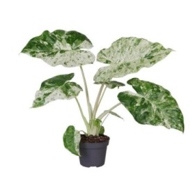 ALOCASIA  M12 CALIDORA VARIEGADA