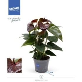 ANTHURIUM  M12 ESSENCIA