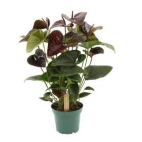 ANTHURIUM  M14 ESSENCIA