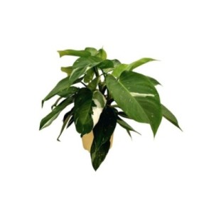 PHILODENDRON  M17 WHITE PRINCESS