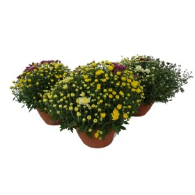 CHRYSANTHEMUM GRANDIFLORUM T20 TRICOLOR - 30/40