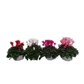 CYCLAMEN HYBRIDUM T19 Tarrina