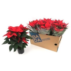 POINSETTIA   M14  EXTRA ROJA