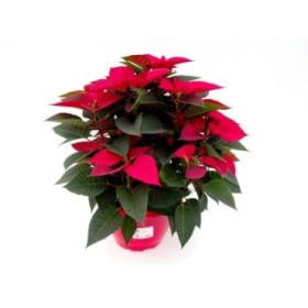 POINSETTIA   T27  RED Tarrina Vermella