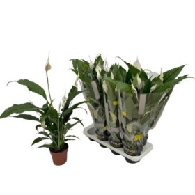 SPATHIPHYLLUM  M13