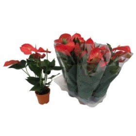 ANTHURIUM  M12 ORANGE CHAMPION taronja flor gran