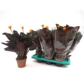 MARANTA CROCATA M14 3+ flors