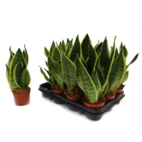 SANSEVIERIA M 9- 25cm. FUTURA SUPERBA