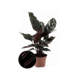 CALATHEA  M12  SANDERIANA ORNATA