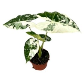 ALOCASIA  M11 Micholitziana Frydek