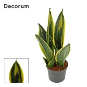 SANSEVIERIA  M 9 GOLDEN FLAME