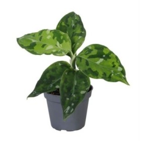 AGLAONEMA  M 6 Pictus Tricolor