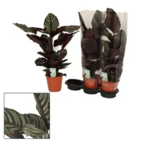 CALATHEA  M19  SANDERIANA ornata