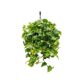 POTHOS  M30 PENJAR