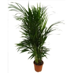 ARECA  M17- 85cm.