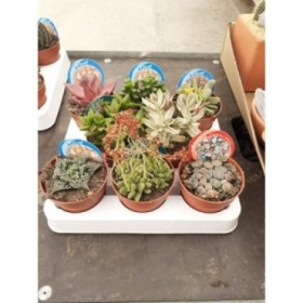 SUCCULENTS SELECTION MIX  M 8.5 (bandeja 8)