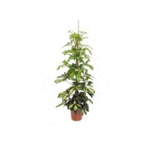 SCHEFFLERA  M21-120cm.