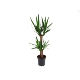 YUCCA 2 troncs  M19 60.30