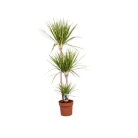 DRACAENA MARG. BICOLOR SUNRAY 90.45.15 M24