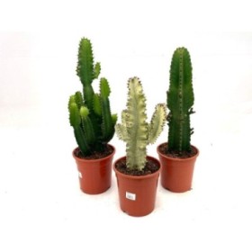 EUPHORBIA MIX M21