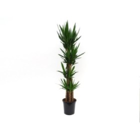 YUCCA, 4 troncs  M32 220CM.