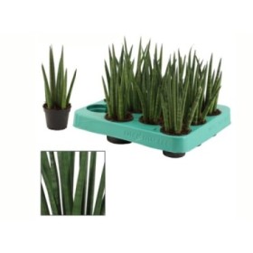 SANSIVIERIA CILINDRICA M 6 ROCKET