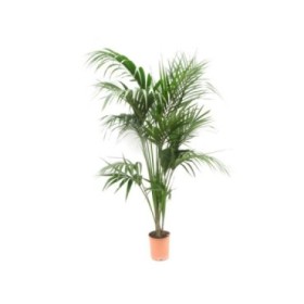 KENTIA  M27-200cm. 7 plantas  Sr.